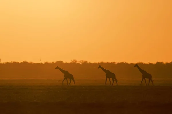 Girafas Animales Silvestres Flora Fauna —  Fotos de Stock