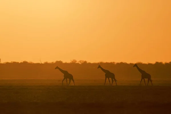 Girafas Animais Vida Selvagem Flora Fauna — Fotografia de Stock