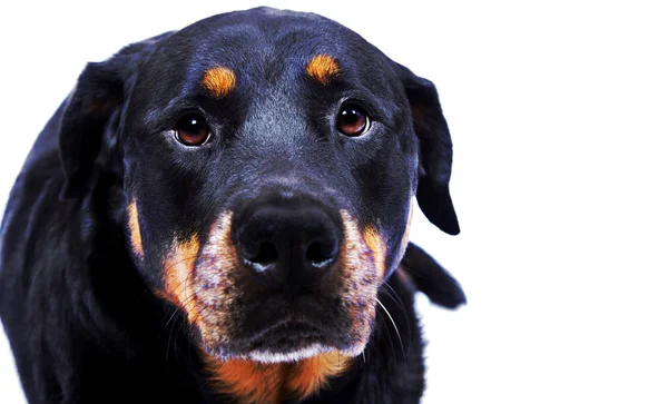 Olhos Cão Lindamente Você Frente Brilhante Nsay 039 — Fotografia de Stock