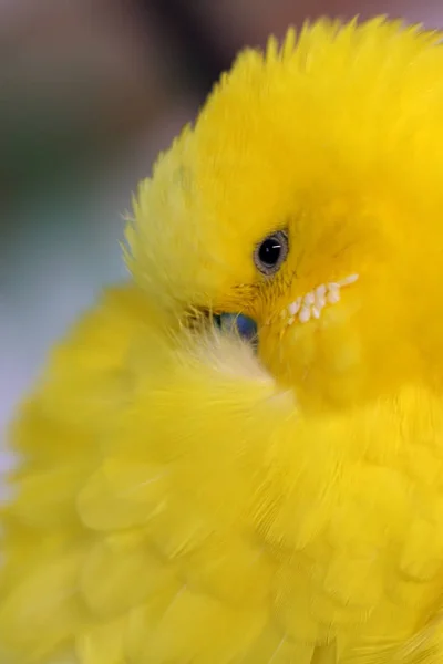 Желтое Летит Воздуху Lemon Falling Tree Little Lutino Budgie Лутино — стоковое фото