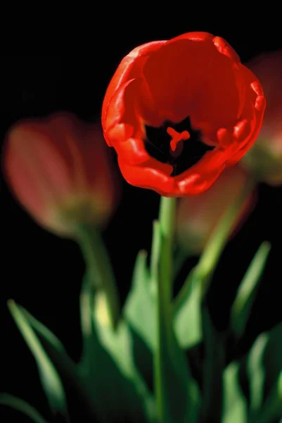 Bahar Çiçekleri Lale Yaprakları Flora — Stok fotoğraf