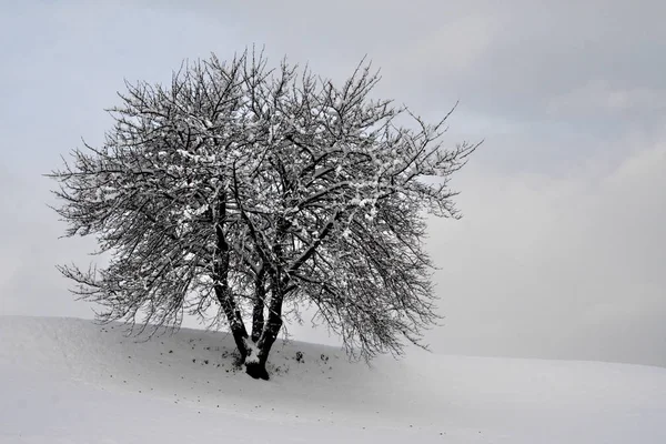 Doğa Sahnesinin Resimsel Görüntüsü — Stok fotoğraf