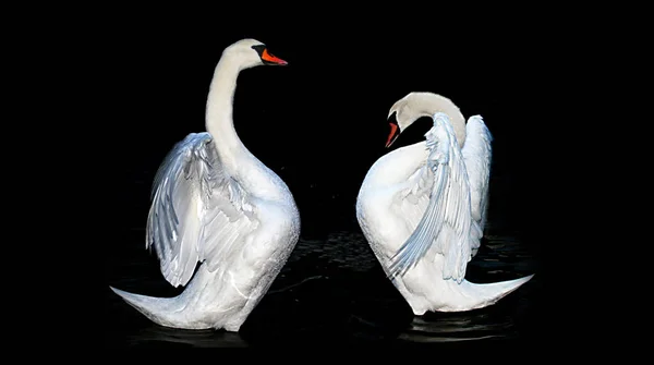 Vacker Utsikt Över Vacker Fågel Naturen — Stockfoto