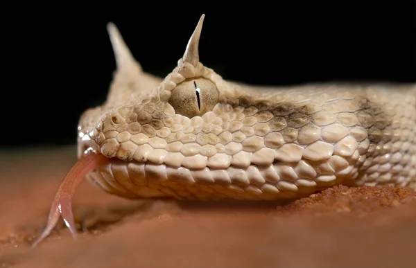 Cobra Perigosa Animal Víbora — Fotografia de Stock