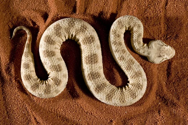 Serpiente Peligrosa Víbora Animal —  Fotos de Stock