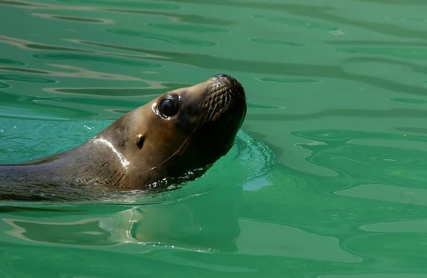 Foca Animal Marino Marino —  Fotos de Stock