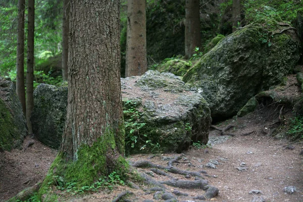 Bella Vista Della Foresta Conifere — Foto Stock