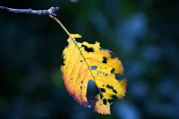 Herfstsfeer Selectieve Focus — Stockfoto