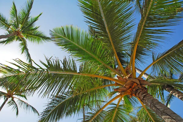 Palme Hintergrund Kopierraum — Stockfoto