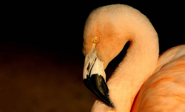 Fim Acima Pássaro Flamingo — Fotografia de Stock