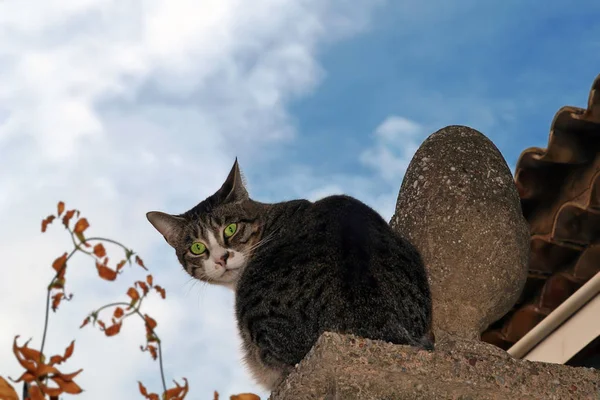 옥상에 고양이 — 스톡 사진