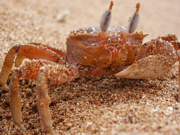 沙滩上的螃蟹 — 图库照片