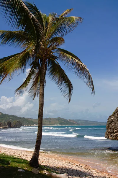 Costa Este Barbados — Foto de Stock