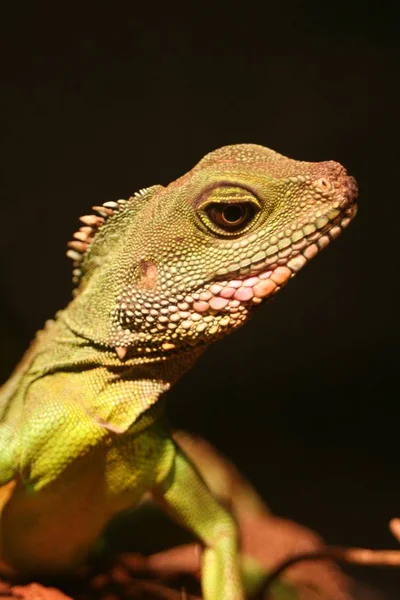 Retrato Dragão Água — Fotografia de Stock