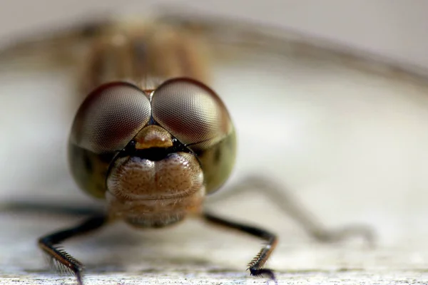 Vue Macro Rapprochée Insecte Libellule — Photo
