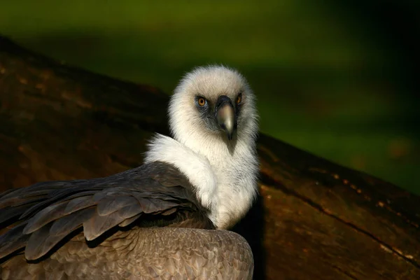 Schilderachtig Uitzicht Prachtige Griffioen Vogel — Stockfoto