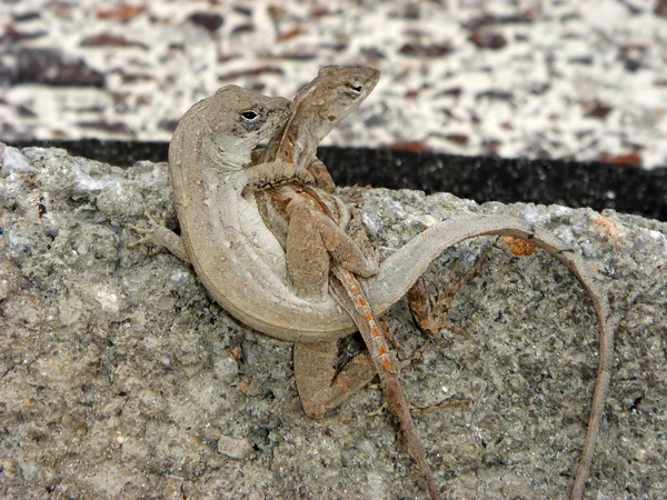 Lizards Mating Cayo Largo Cuba — Stock Photo, Image