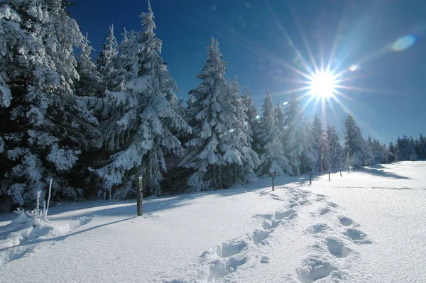Bela Paisagem Inverno Nevado — Fotografia de Stock