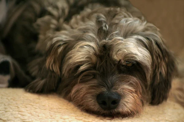 Schilderachtig Uitzicht Van Schattige Puppy Hond — Stockfoto