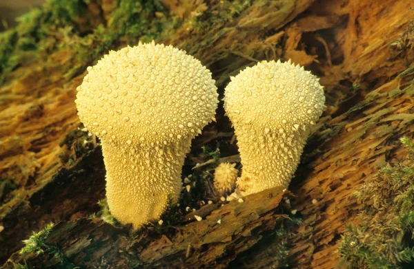 Pilzwachstum Naturbotanik Pilzflora — Stockfoto