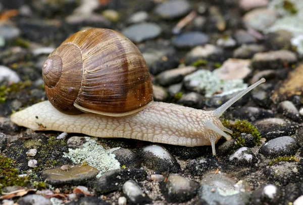 Pomalý Šnek Slizké Zvíře — Stock fotografie