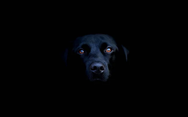 Black Labrador Dog Pet Animal — Stock Photo, Image