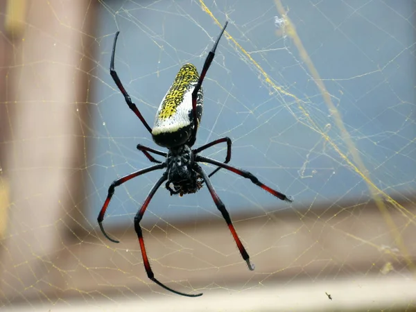 Αράχνη Έντομο Τρομακτικό Ζώο — Φωτογραφία Αρχείου