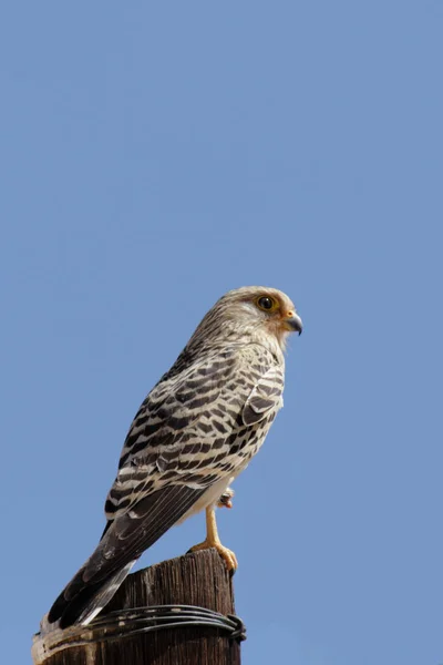 Aussichtsreicher Blick Auf Den Schönen Falken Der Natur — Stockfoto