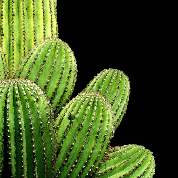 Pianta Esotica Cactus Tropicale — Foto Stock