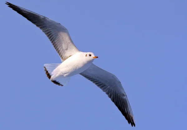 Vue Panoramique Magnifiques Oiseaux Mouettes Nature — Photo