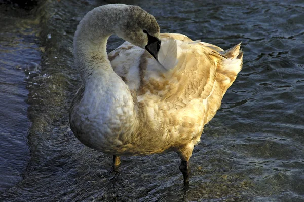 Vacker Utsikt Över Majestätisk Svan Naturen — Stockfoto