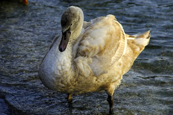 Vacker Utsikt Över Majestätisk Svan Naturen — Stockfoto