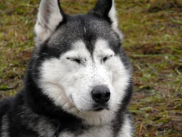 Cane Husky Animale Domestico — Foto Stock