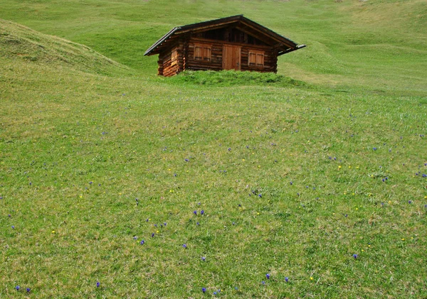 Enzian Und Berghütte — Stockfoto