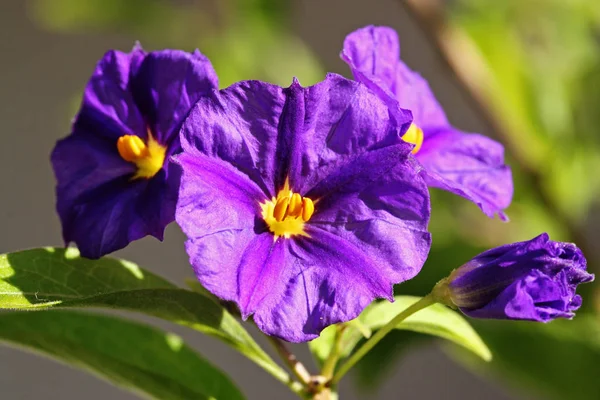 Fleurs Gentiane Dans Pré — Photo