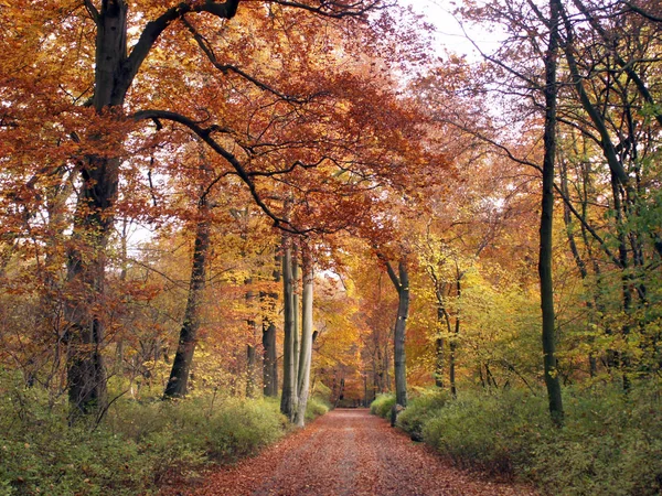Podzimní Les Parku — Stock fotografie