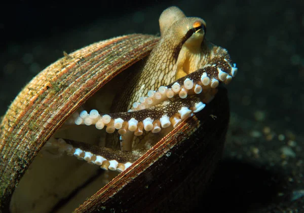 Морской Тематики Обои Подводный Кадр — стоковое фото