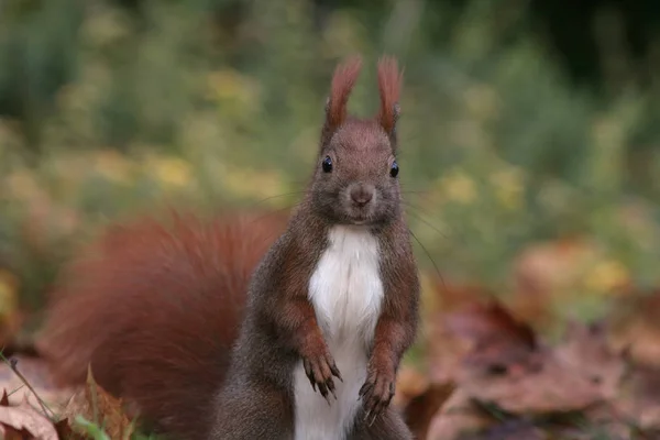 Pluizige Eekhoorn Knaagdier — Stockfoto