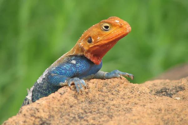 Primer Plano Lagarto Hábitat Concepto Salvajismo — Foto de Stock