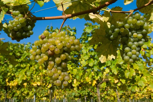 Grapes Growing Tree Branches — Stock Photo, Image