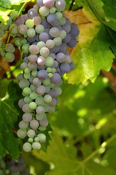 Uvas Que Crecen Viñedo —  Fotos de Stock