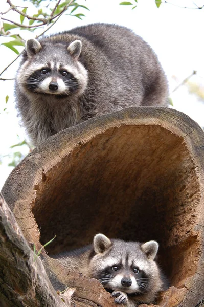 Raccoon Urso Animal Mamífero Roedor — Fotografia de Stock