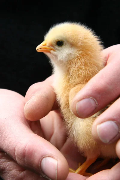 stock image chicks in farmer's hands