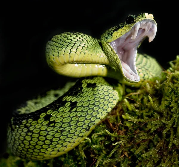 ヘビ野生動物捕食者 — ストック写真