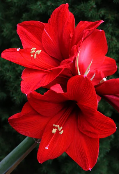 Amaryllis Blomblad Flora — Stockfoto