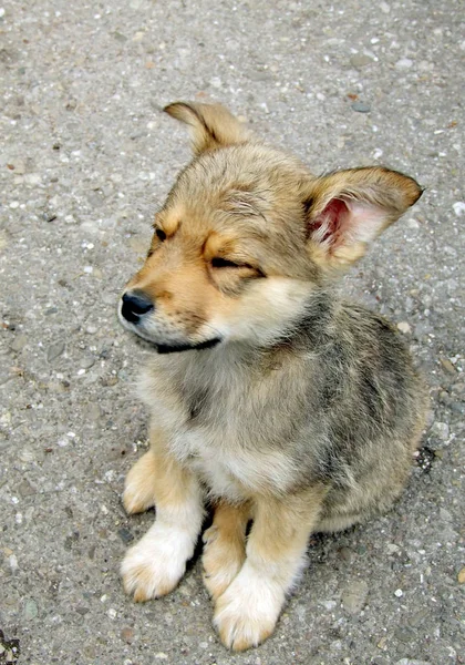 Portrait Cute Dog — Stock Photo, Image