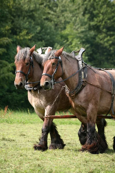 Koelbloedig Actie — Stockfoto