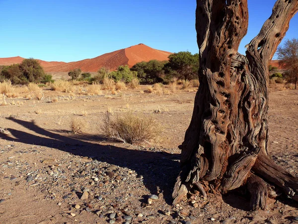 Sossusvlei Nachází Jižní Části Pouště Namib — Stock fotografie