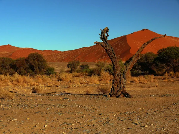 Pohled Pouštní Krajinu Namibii — Stock fotografie