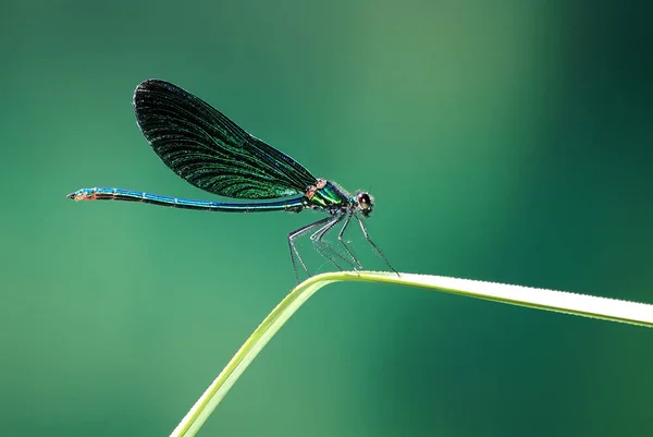 Detailní Makro Pohled Hmyz Vážky — Stock fotografie